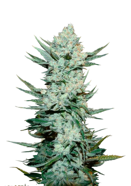 FAST BUDS - TANGIE'MATIC AUTO